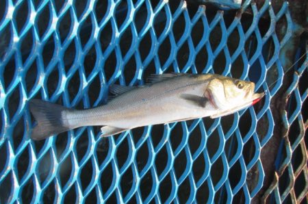 オリジナルメーカー海づり公園(市原市海づり…