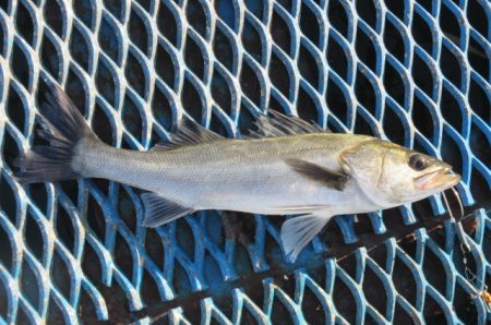 オリジナルメーカー海づり公園(市原市海づり…