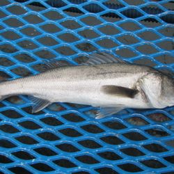 オリジナルメーカー海づり公園(市原市海づり施設) 釣果