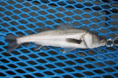オリジナルメーカー海づり公園(市原市海づり…
