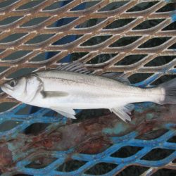 オリジナルメーカー海づり公園(市原市海づり施設) 釣果