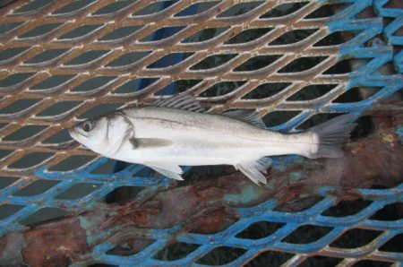 オリジナルメーカー海づり公園(市原市海づり…