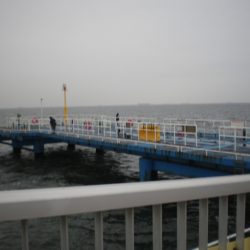 オリジナルメーカー海づり公園(市原市海づり施設) 釣果