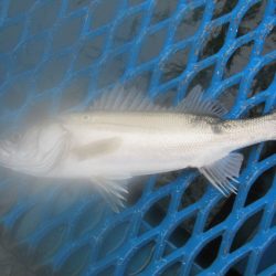 オリジナルメーカー海づり公園(市原市海づり施設) 釣果