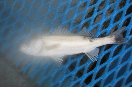 オリジナルメーカー海づり公園(市原市海づり…