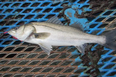 オリジナルメーカー海づり公園(市原市海づり…