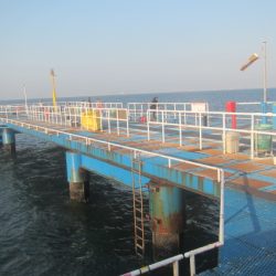 オリジナルメーカー海づり公園(市原市海づり施設) 釣果