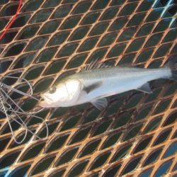 オリジナルメーカー海づり公園(市原市海づり施設) 釣果