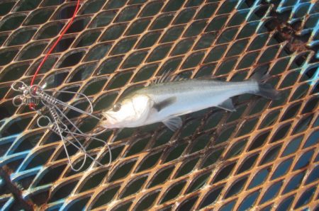 オリジナルメーカー海づり公園(市原市海づり…