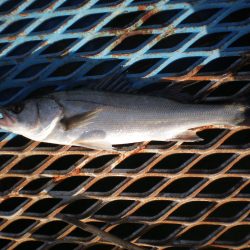 オリジナルメーカー海づり公園(市原市海づり施設) 釣果