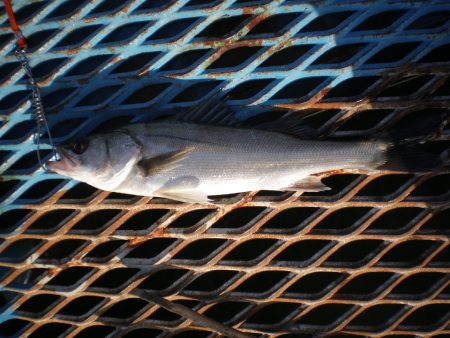 オリジナルメーカー海づり公園(市原市海づり施設) 釣果