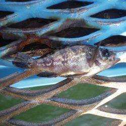 オリジナルメーカー海づり公園(市原市海づり施設) 釣果