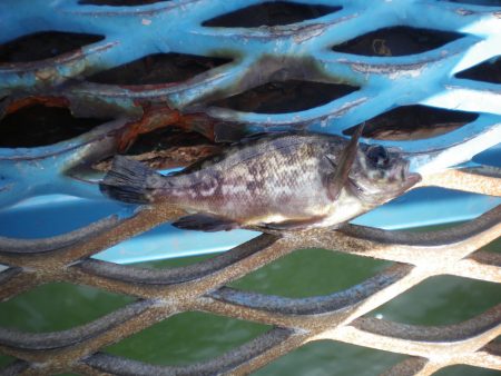 オリジナルメーカー海づり公園(市原市海づり施設) 釣果