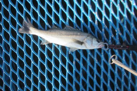 オリジナルメーカー海づり公園(市原市海づり…