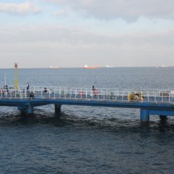 オリジナルメーカー海づり公園(市原市海づり施設) 釣果
