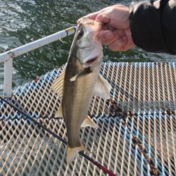 オリジナルメーカー海づり公園(市原市海づり施設) 釣果