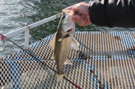 オリジナルメーカー海づり公園(市原市海づり施設) 釣果