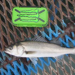 オリジナルメーカー海づり公園(市原市海づり施設) 釣果