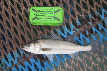 オリジナルメーカー海づり公園(市原市海づり施設) 釣果