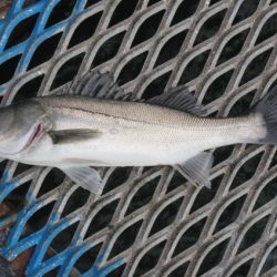 オリジナルメーカー海づり公園(市原市海づり施設) 釣果