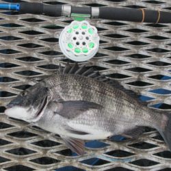 オリジナルメーカー海づり公園(市原市海づり施設) 釣果