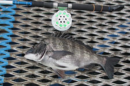 オリジナルメーカー海づり公園(市原市海づり施設) 釣果