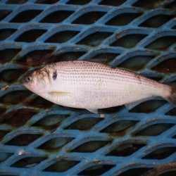 オリジナルメーカー海づり公園(市原市海づり施設) 釣果