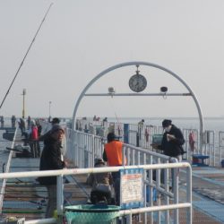 オリジナルメーカー海づり公園(市原市海づり施設) 釣果