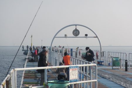 オリジナルメーカー海づり公園(市原市海づり施設) 釣果