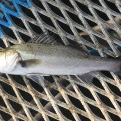 オリジナルメーカー海づり公園(市原市海づり施設) 釣果