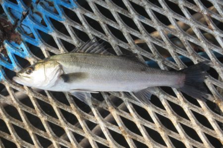 オリジナルメーカー海づり公園(市原市海づり…