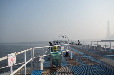 オリジナルメーカー海づり公園(市原市海づり施設) 釣果