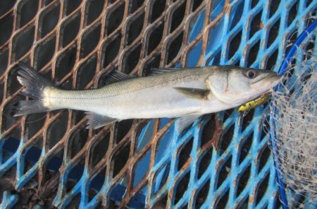 オリジナルメーカー海づり公園(市原市海づり施設) 釣果