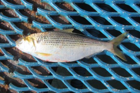 オリジナルメーカー海づり公園(市原市海づり施設) 釣果