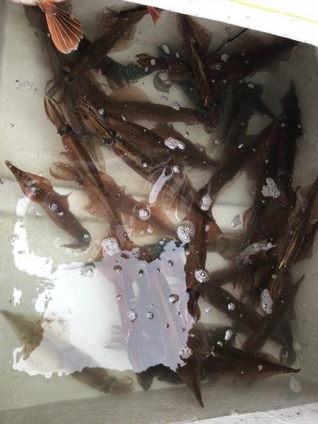 ふじしめ丸 釣果