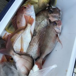 寿裕 （YOSHIHIRO） 釣果