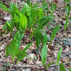 小菅トラウトガーデン 釣果
