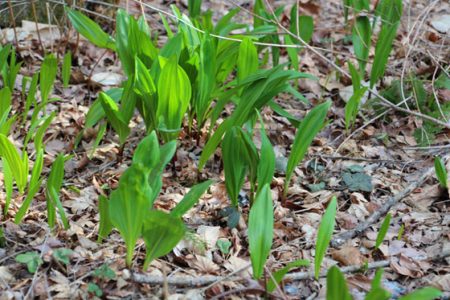 小菅トラウトガーデン 釣果