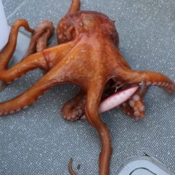 へいみつ丸 釣果