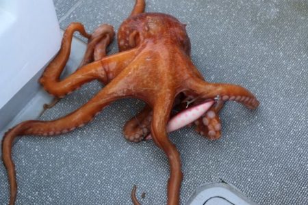 へいみつ丸 釣果