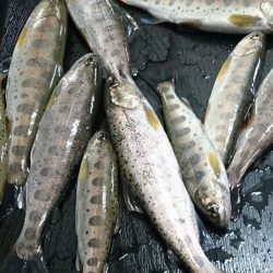 狩野川（狩野川漁業協同組合） 釣果