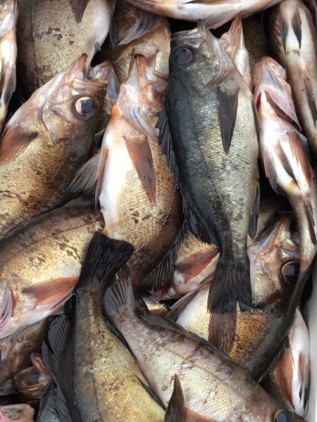 第二辰丸 釣果