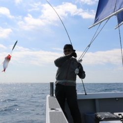 へいみつ丸 釣果