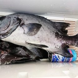 しば渡船 釣果