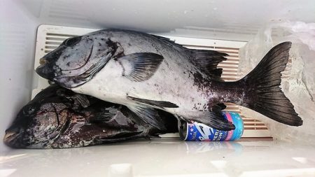 しば渡船 釣果