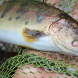 小菅トラウトガーデン 釣果