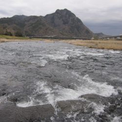 狩野川（狩野川漁業協同組合） 釣果