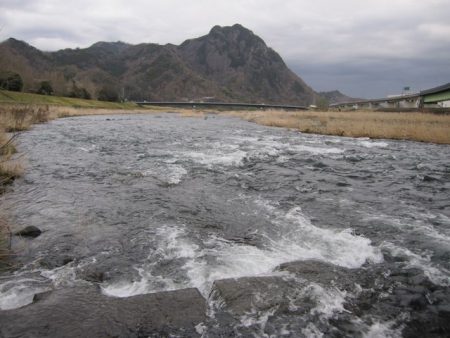 狩野川（狩野川漁業協同組合） 釣果