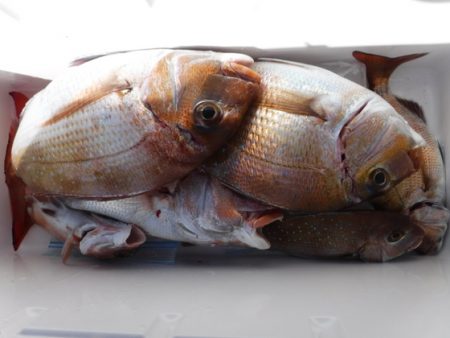 遊漁船 幸友丸 釣果