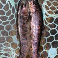 小菅トラウトガーデン 釣果